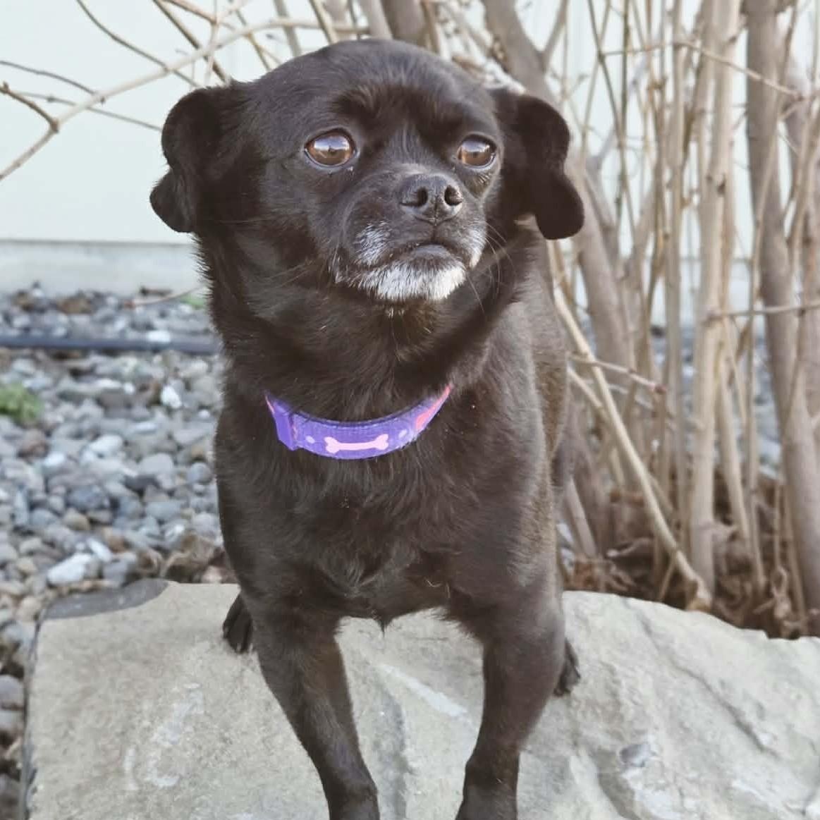 Iroko, adopted, Adult Female Pug.