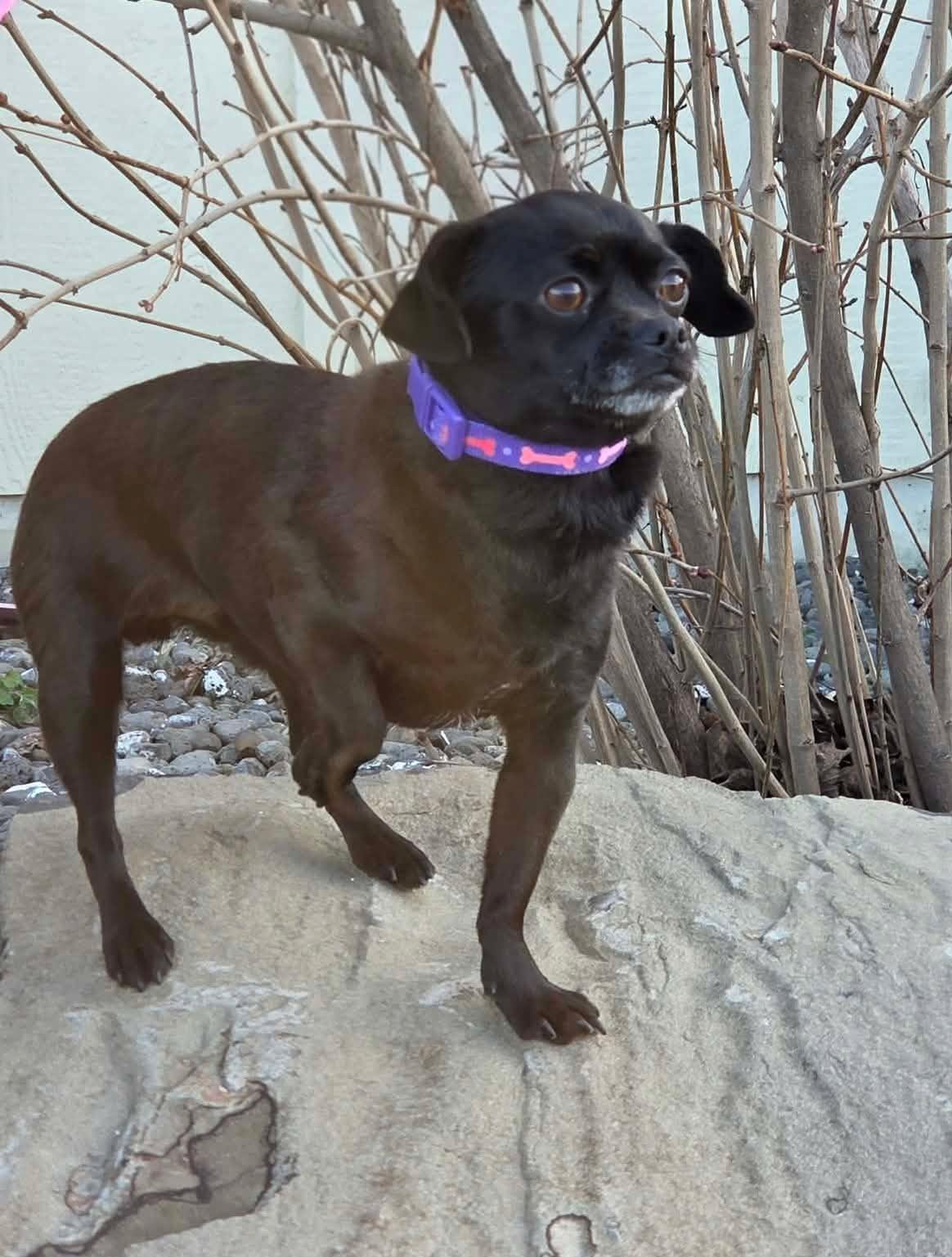 Enlarge Iroko, an adopted mixed breed in Othello, WA image 2/2