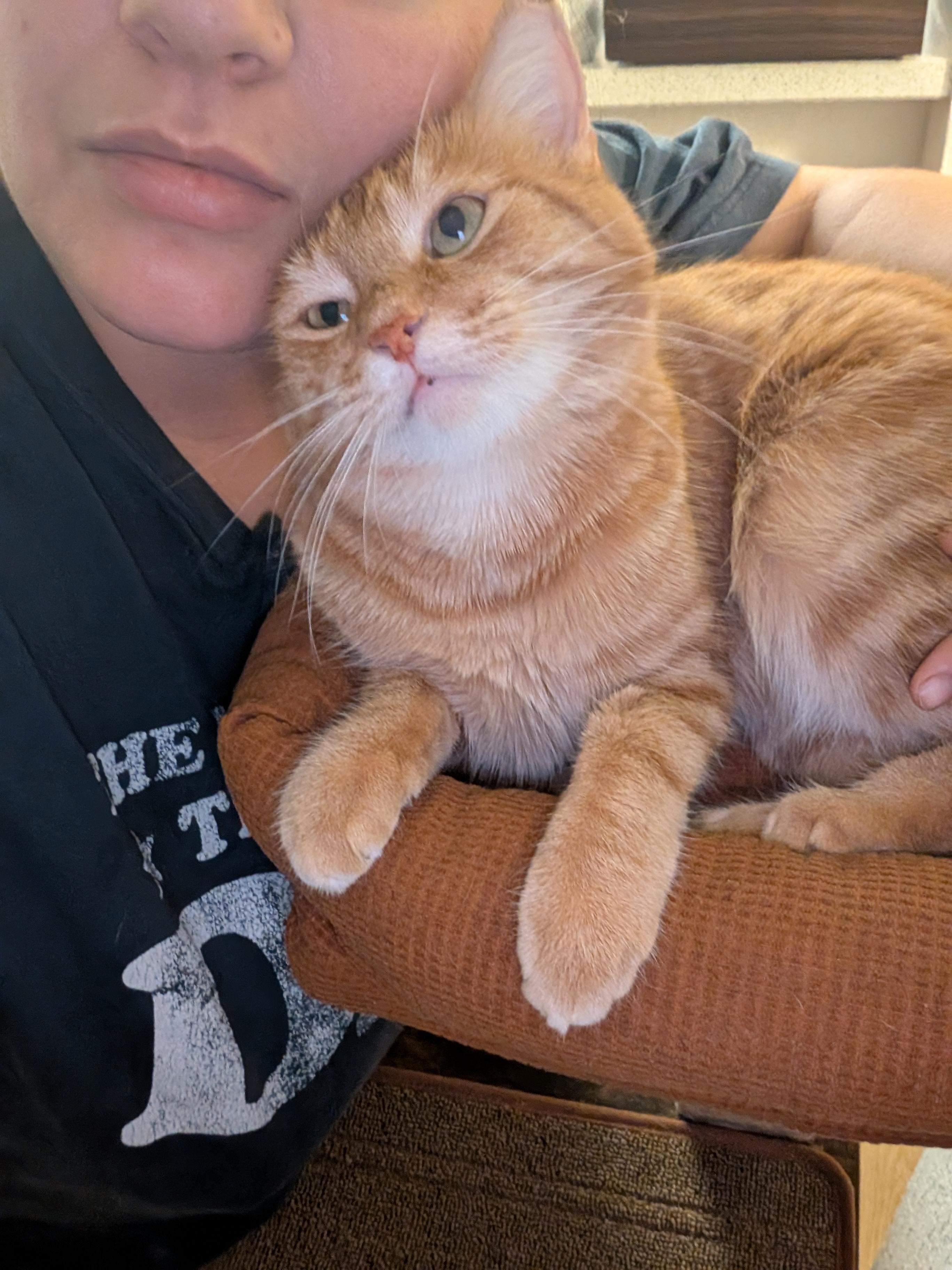 Sweet Potato, a Adopted American Shorthair in Phoenix, AZ image 2/5