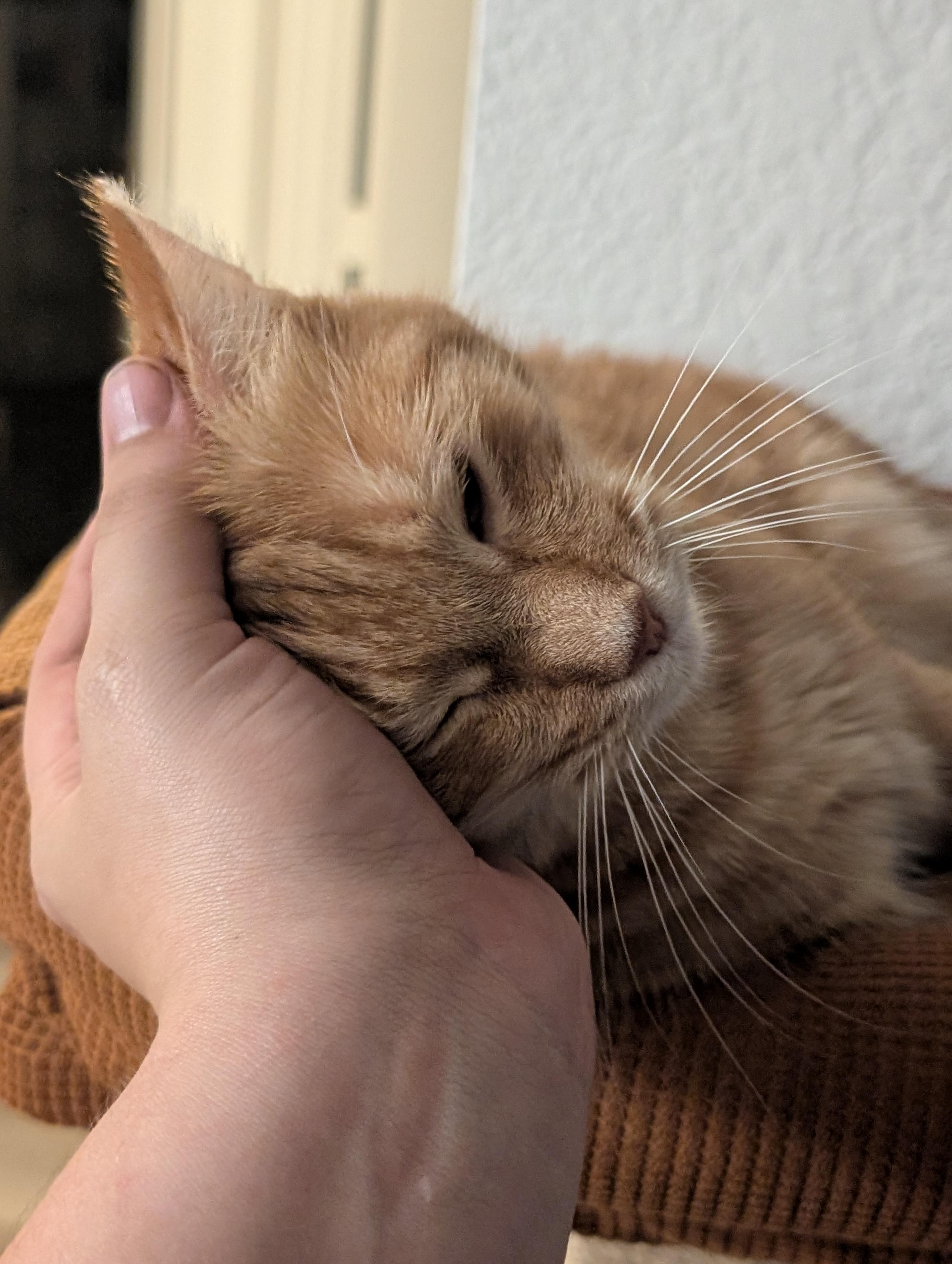 Sweet Potato, a Adopted American Shorthair in Phoenix, AZ image 3/5