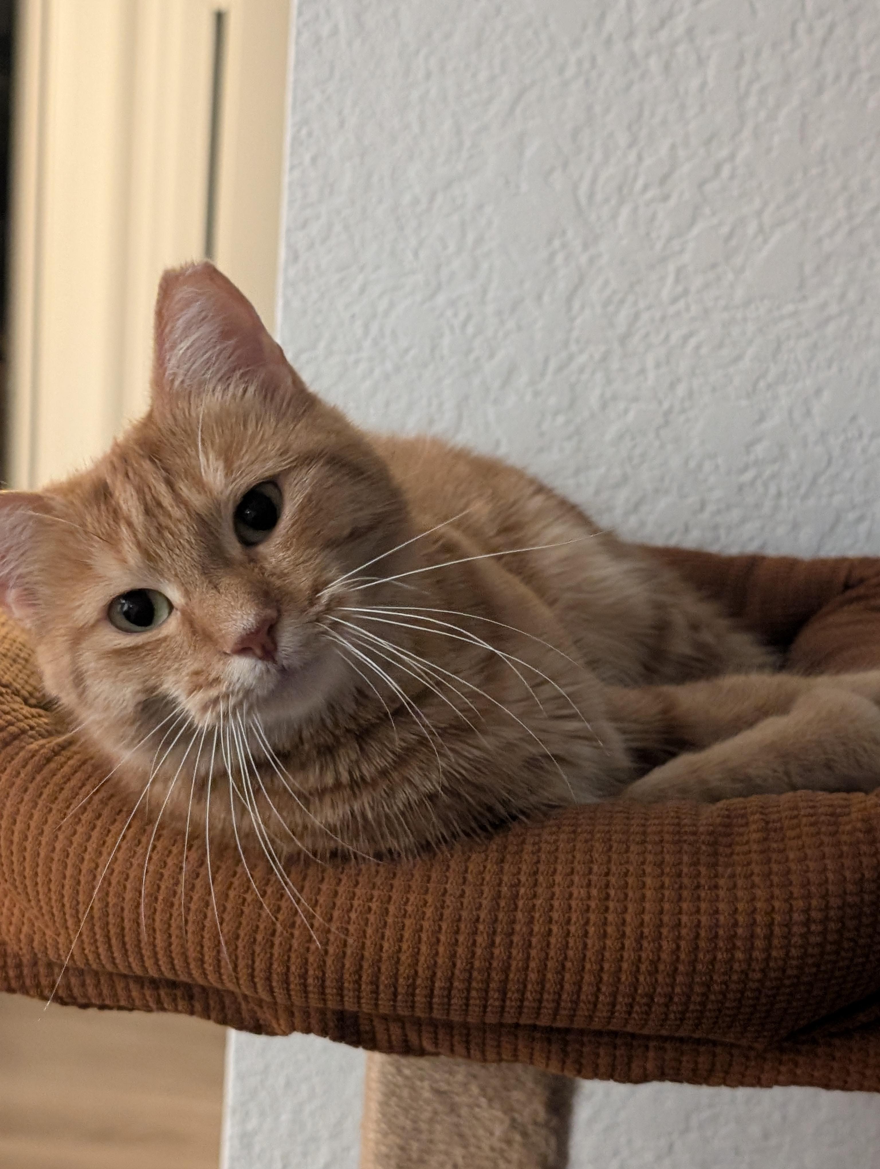 Sweet Potato, a Adopted American Shorthair in Phoenix, AZ image 5/5