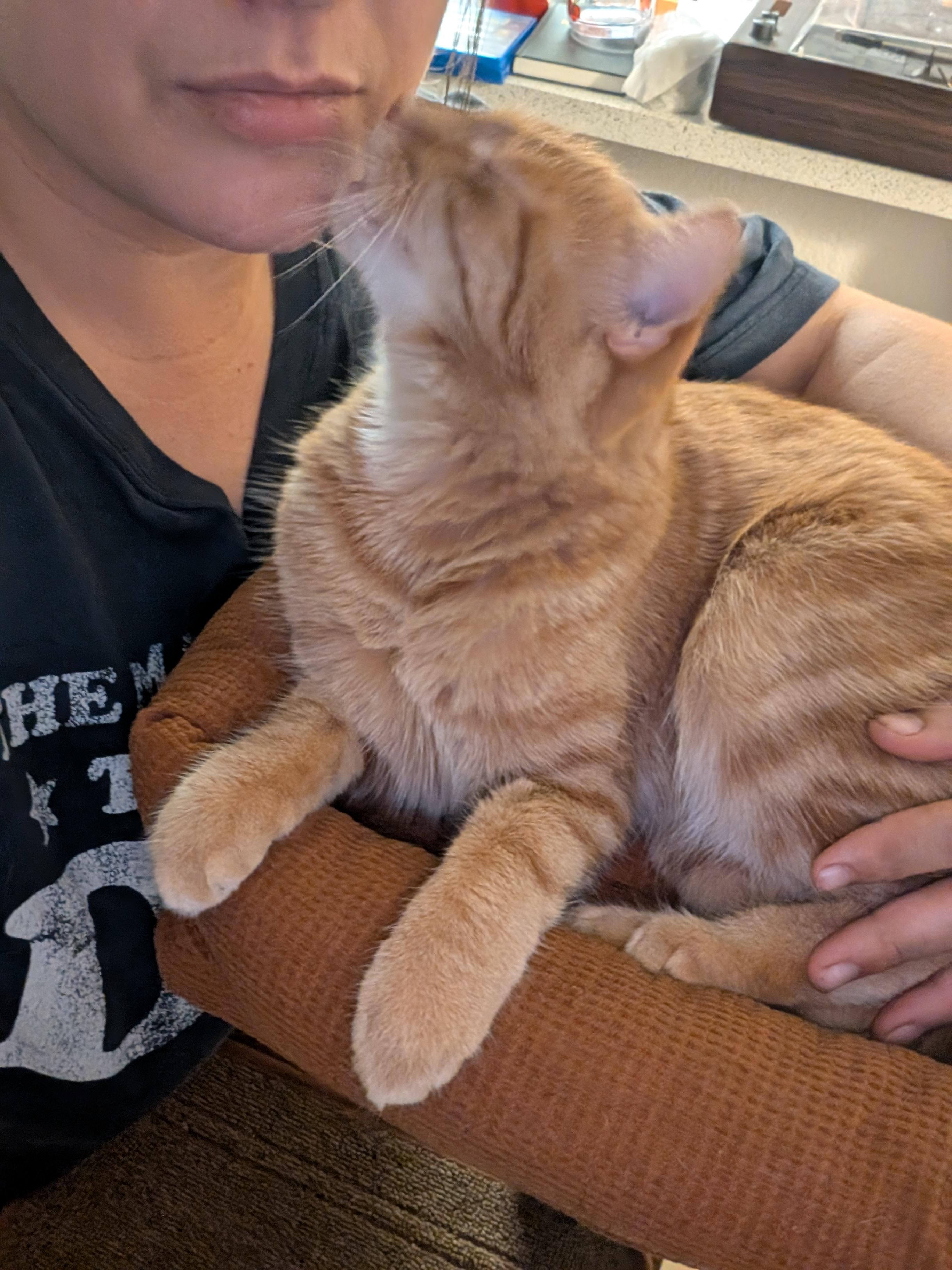 Sweet Potato, a Adopted American Shorthair in Phoenix, AZ image 1/5