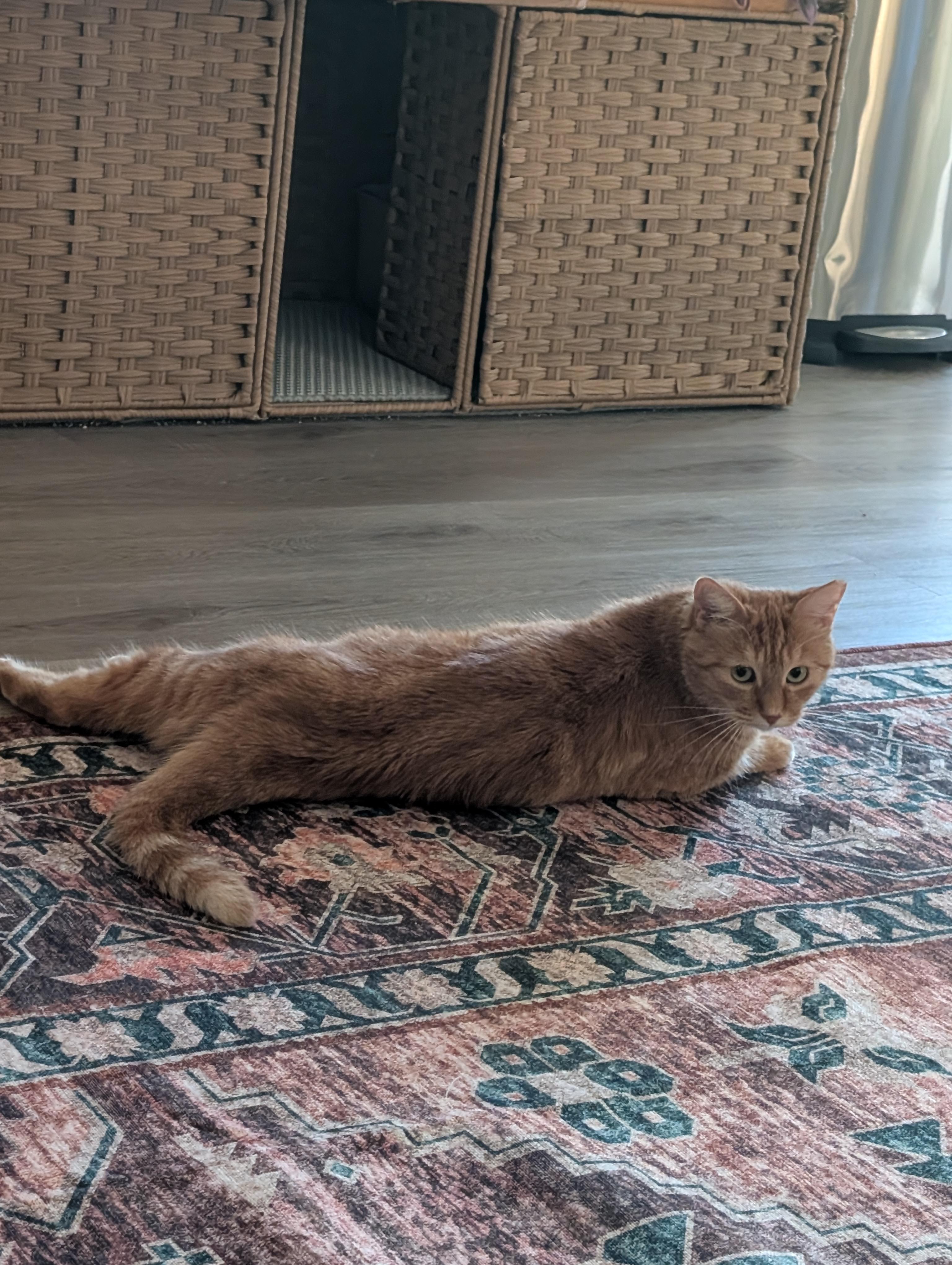 Sweet Potato, a Adopted American Shorthair in Phoenix, AZ image 4/5