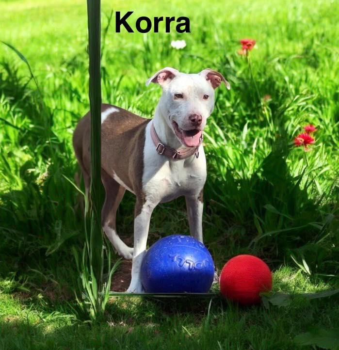 Enlarge Korra, a Adoptable mixed breed in Winter haven, FL image 1/1