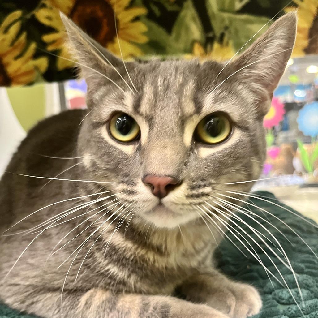 Enlarge Moonstone, a Adoptable Domestic Short Hair in Temecula, CA image 1/1
