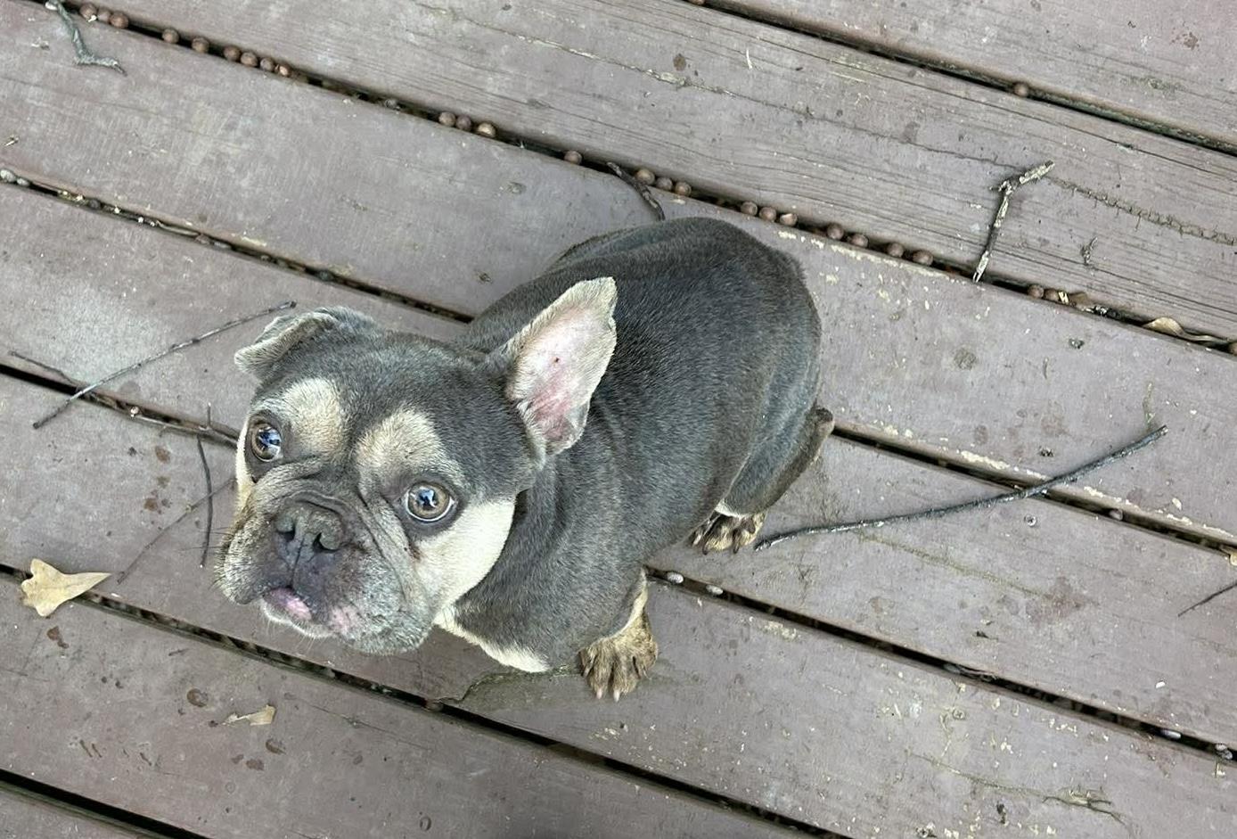 Enlarge Linus, a ADOPTABLE mixed breed in East Point, GA image 2/2