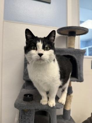 Enlarge Chloe, a Adoptable mixed breed in Mount Pleasant, IA image 1/3