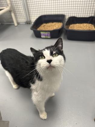 Chloe, Adoptable, Senior Female Domestic Short Hair & Domestic Short Hair.