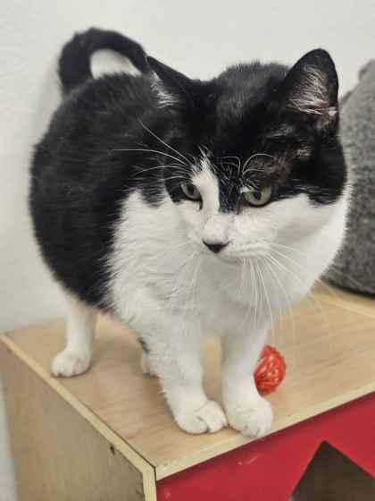 Chloe, Adoptable, Senior Female Domestic Short Hair & Domestic Short Hair.
