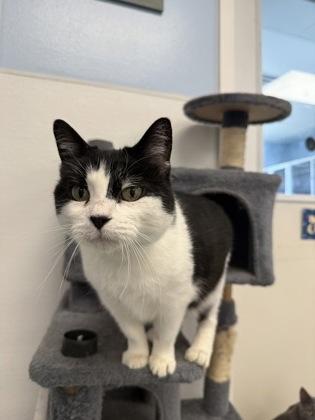 Enlarge Chloe, a Adoptable mixed breed in Mount Pleasant, IA image 2/3