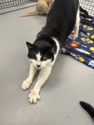 Enlarge Chloe, a Adoptable mixed breed in Mount Pleasant, IA image 3/3