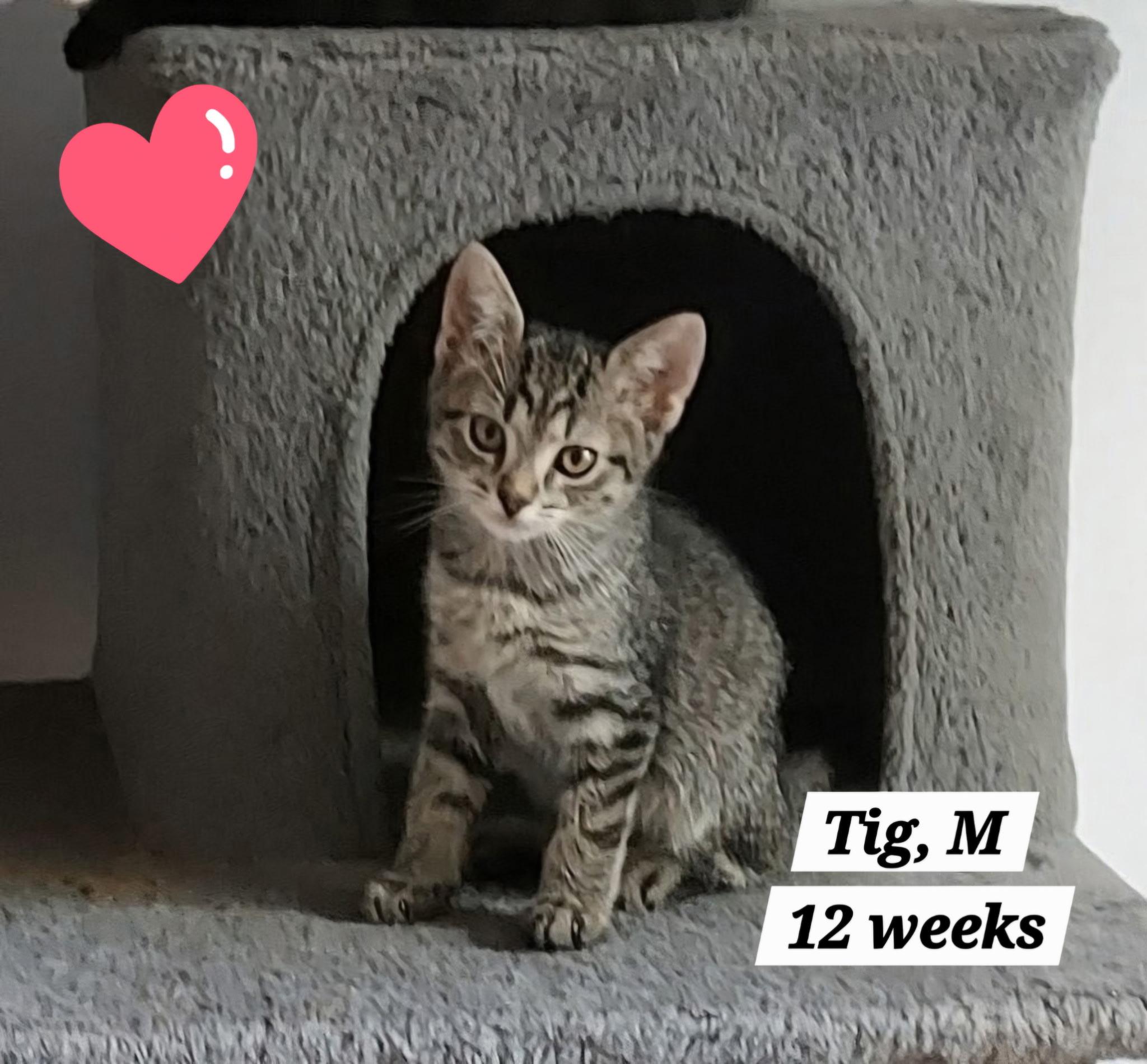 Tig, ADOPTABLE, Kitten Male Domestic Short Hair.