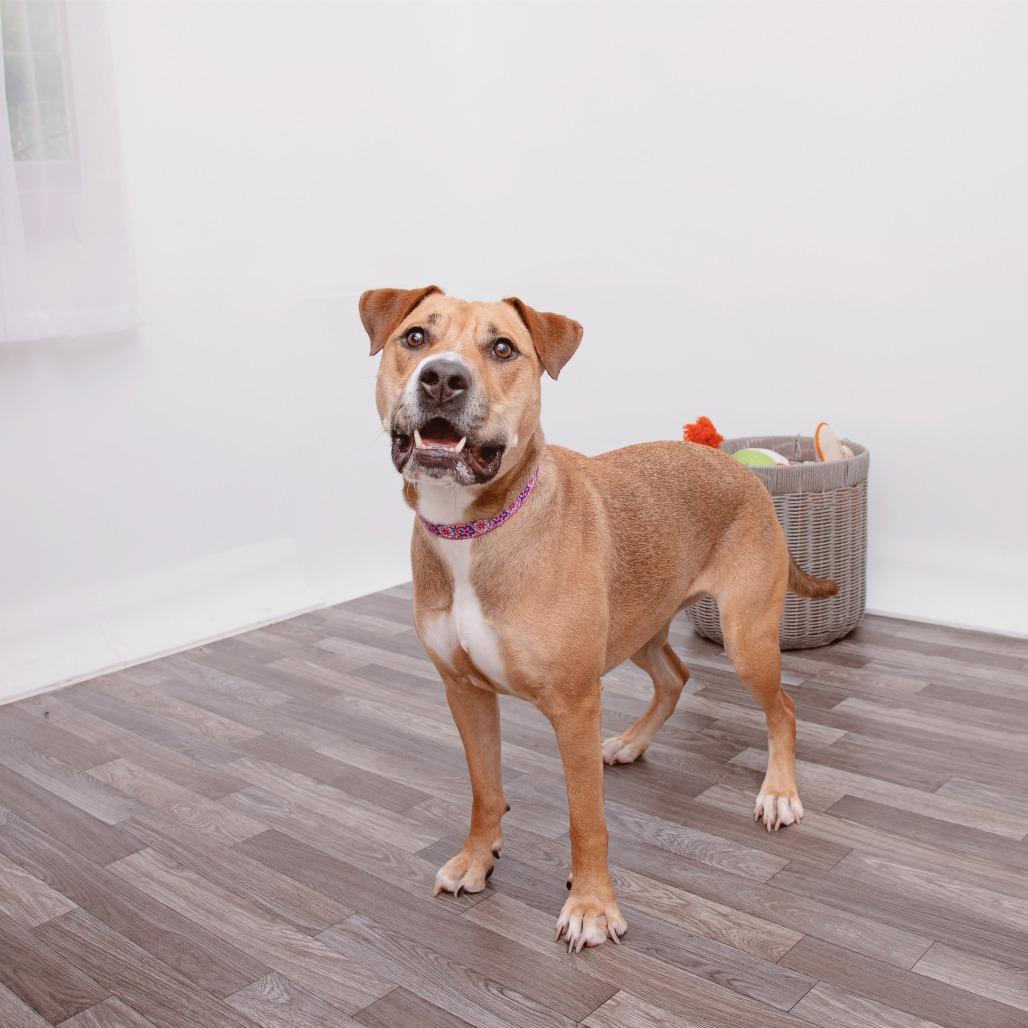 Enlarge Catalina, a Adoptable mixed breed in Los Angeles, CA image 1/6