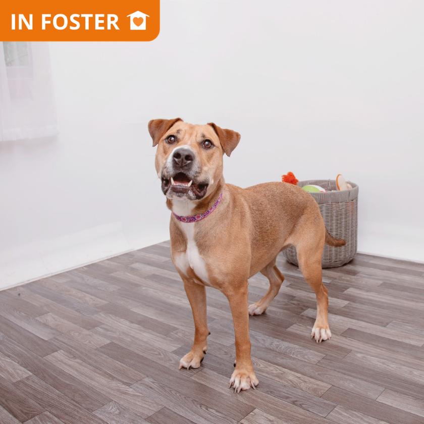 Enlarge Catalina, a Adoptable mixed breed in Los Angeles, CA image 2/6
