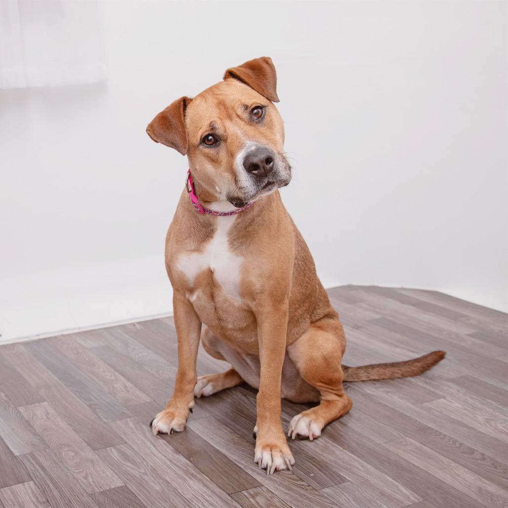 Enlarge Catalina, a Adoptable mixed breed in Los Angeles, CA image 3/6