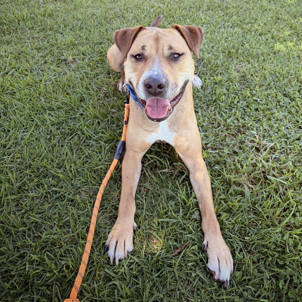 Enlarge Catalina, a Adoptable mixed breed in Los Angeles, CA image 4/6