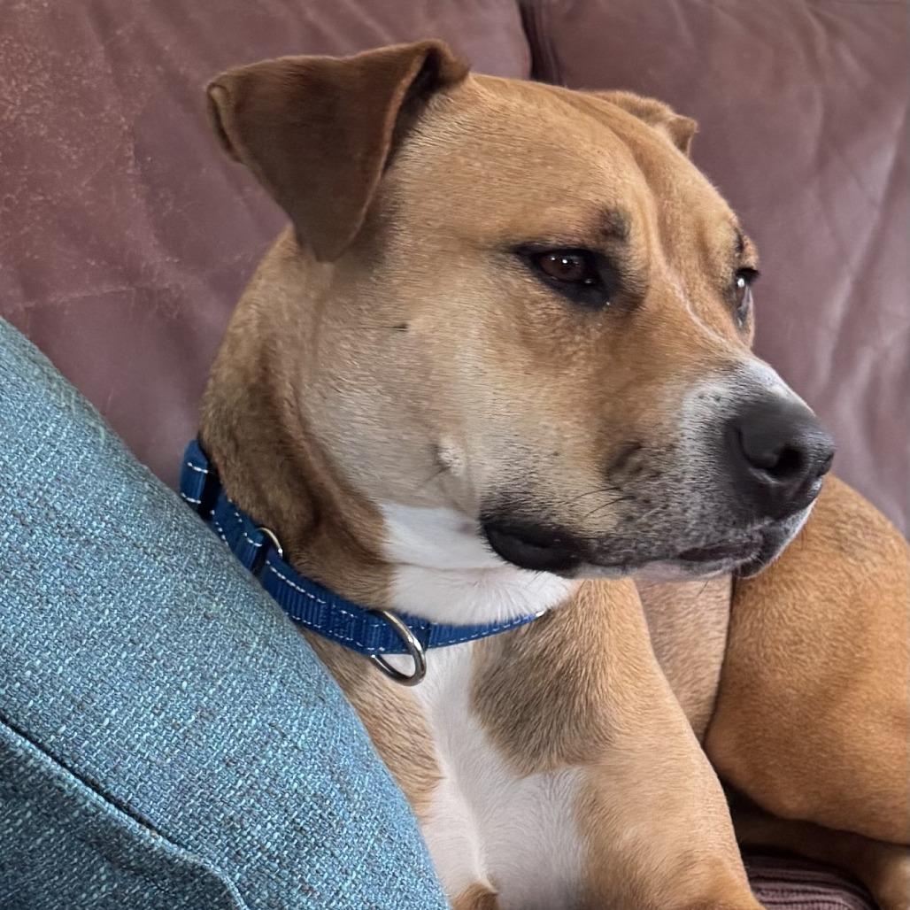 Enlarge Catalina, a Adoptable mixed breed in Los Angeles, CA image 5/6