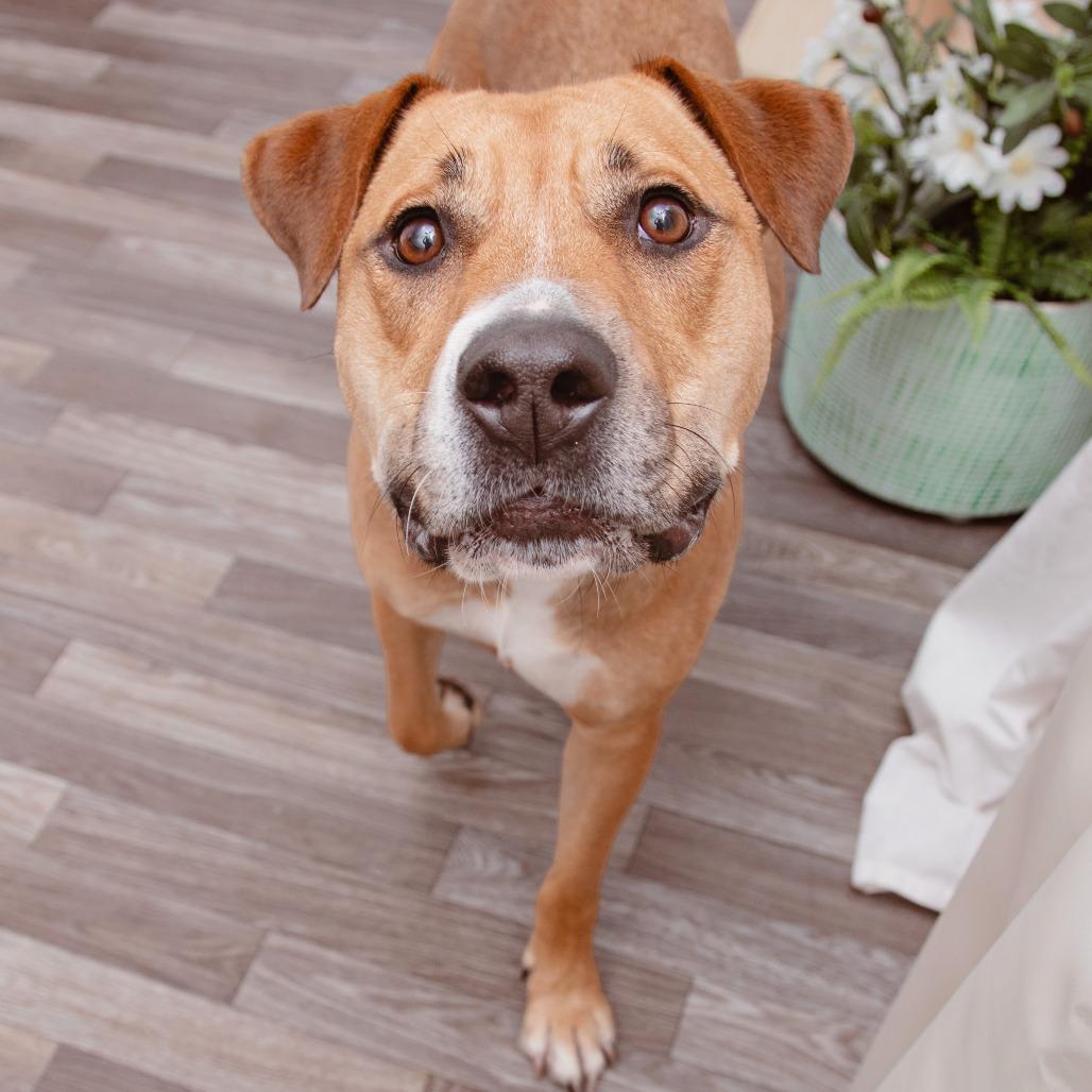 Enlarge Catalina, a Adoptable mixed breed in Los Angeles, CA image 6/6