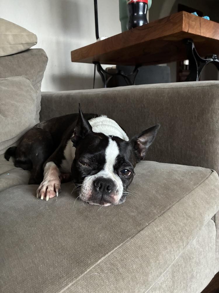Roxie, Adoptable, Senior Female Boston Terrier.