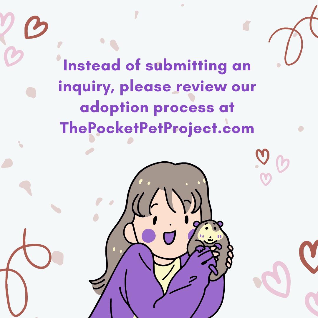 Enlarge Merry, a Adopted mixed breed in Higganum, CT image 2/6