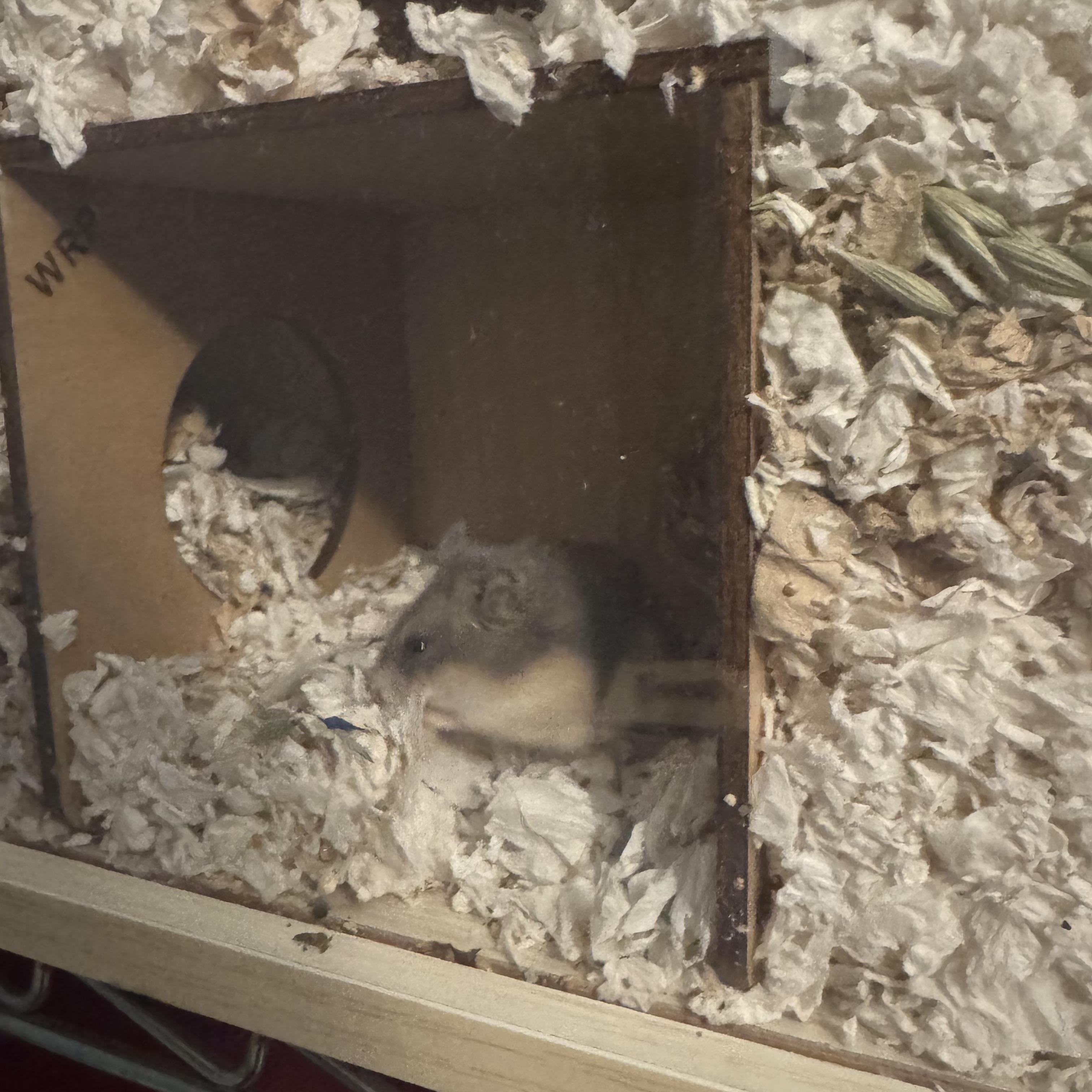 Enlarge Merry, a Adopted mixed breed in Higganum, CT image 6/6