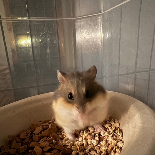 Merry, Adopted, Adult Female Hamster & Dwarf Hamster.