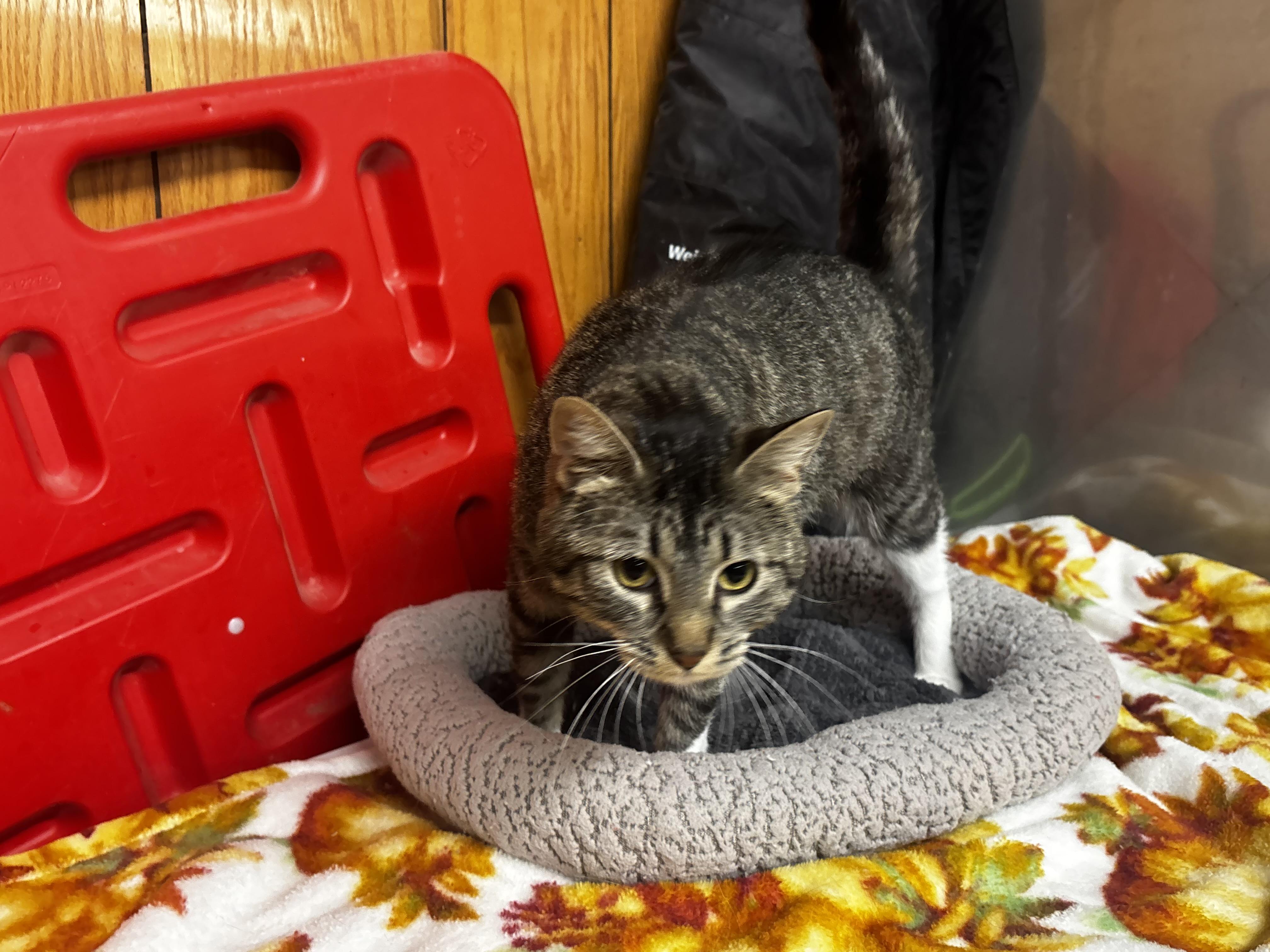 Enlarge Lady Violet, a ADOPTABLE Domestic Short Hair in Fort Madison, IA image 2/5