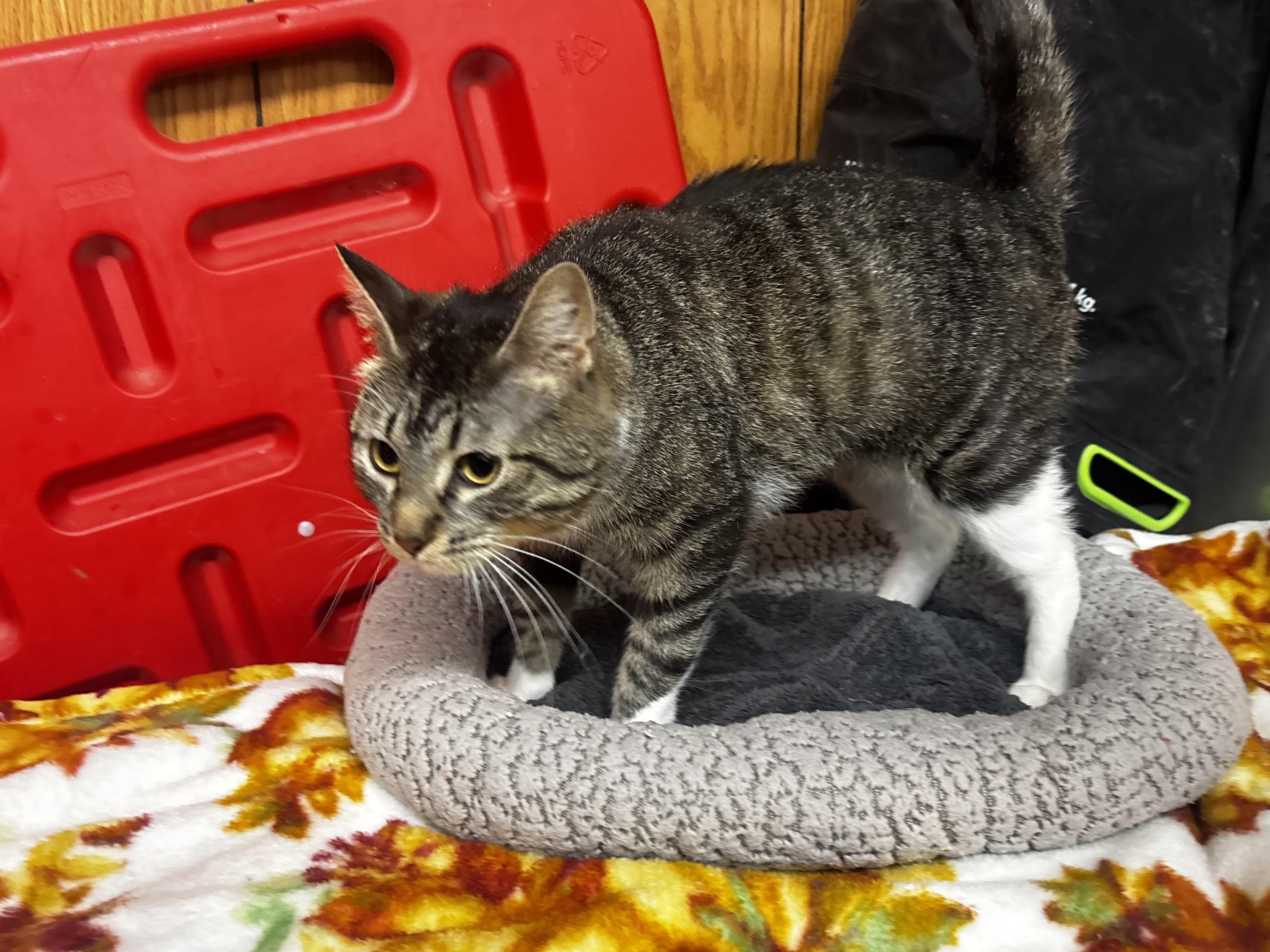 Enlarge Lady Violet, a ADOPTABLE Domestic Short Hair in Fort Madison, IA image 4/5