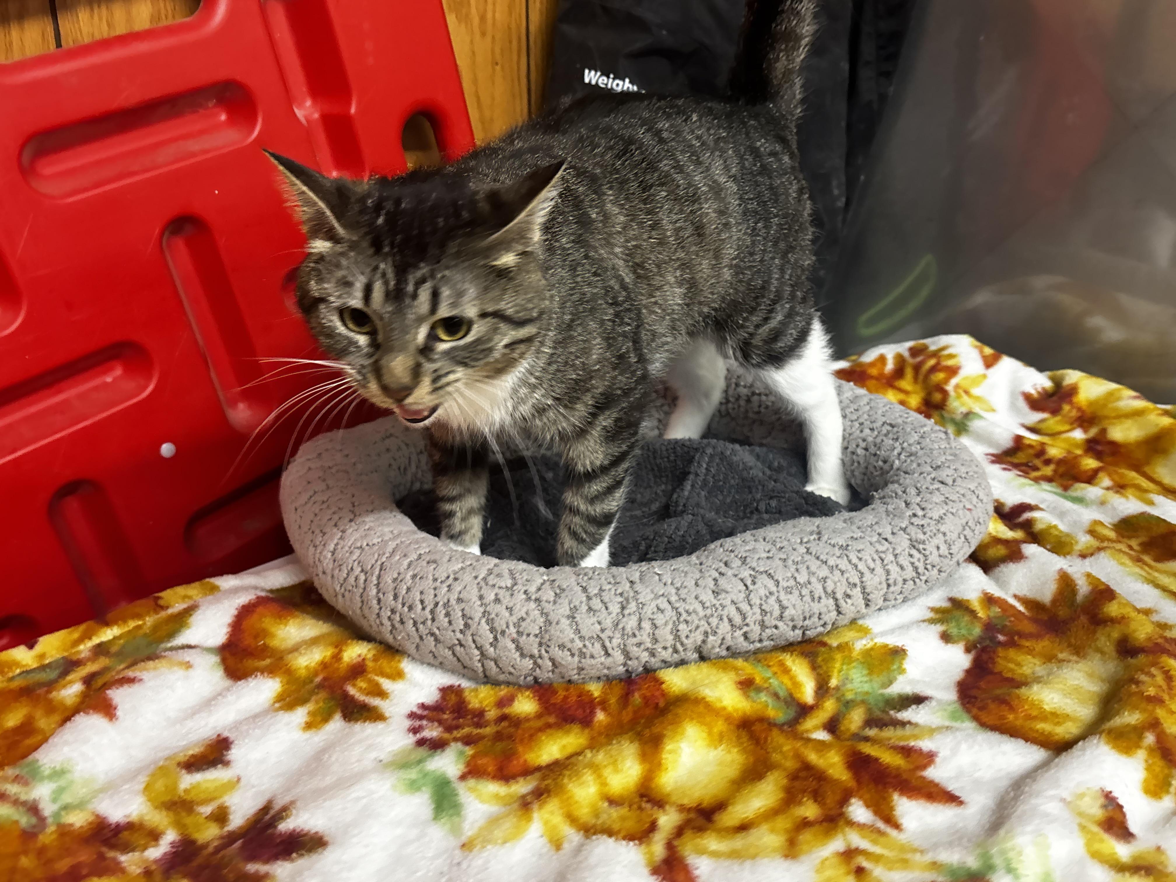 Enlarge Lady Violet, a ADOPTABLE Domestic Short Hair in Fort Madison, IA image 5/5