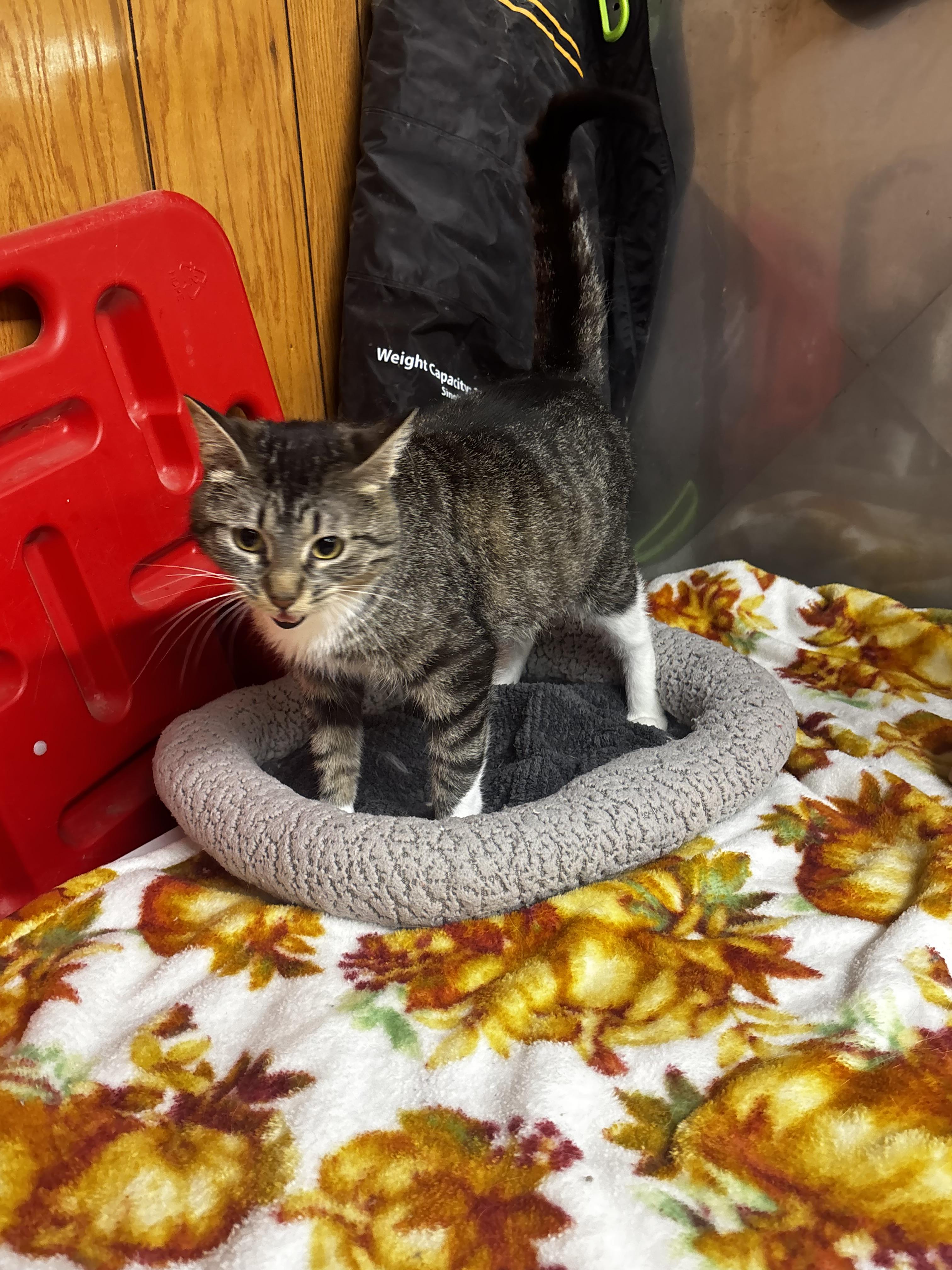Lady Violet, ADOPTABLE, Adult Female Domestic Short Hair.