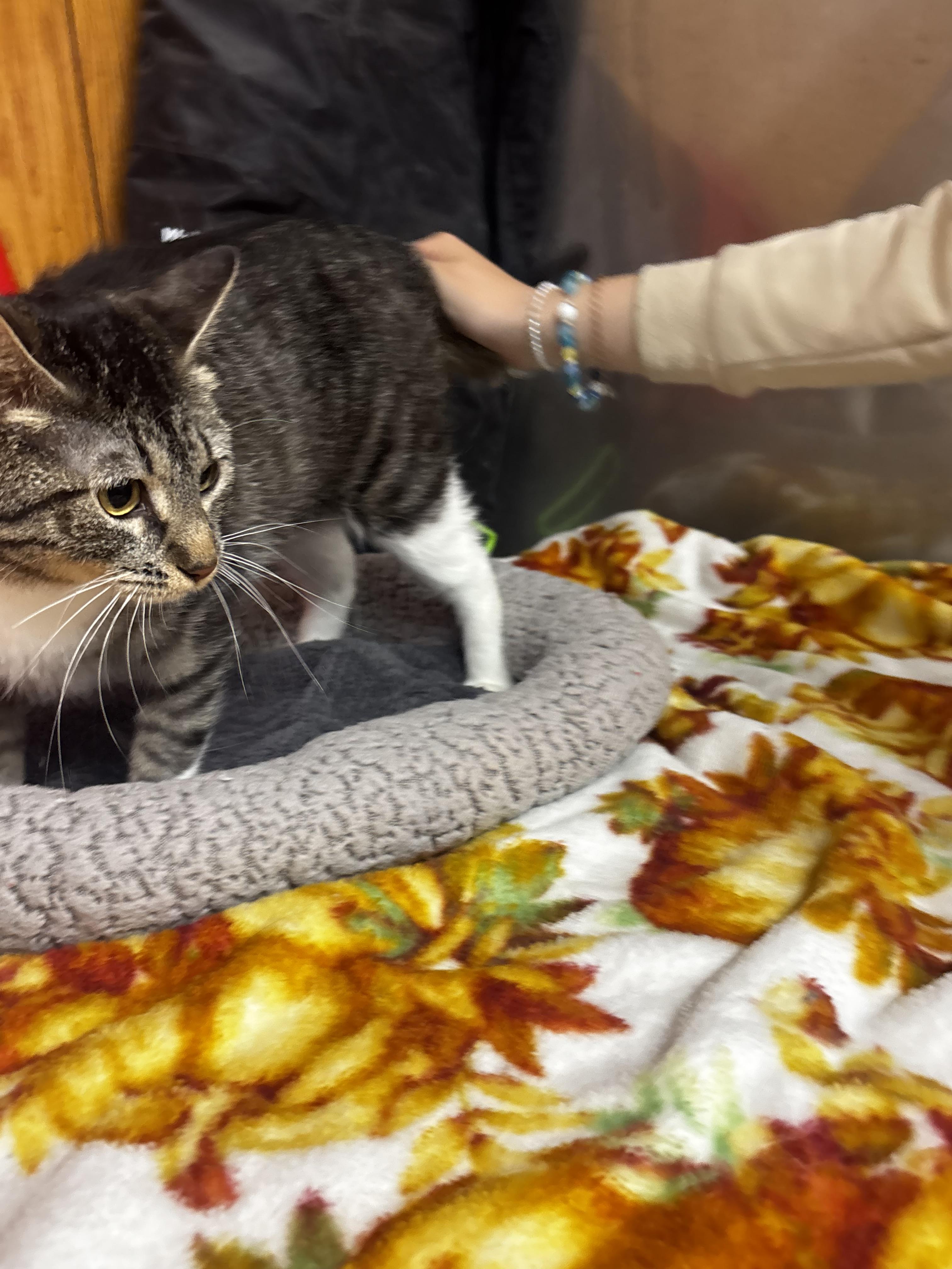 Enlarge Lady Violet, a ADOPTABLE Domestic Short Hair in Fort Madison, IA image 3/5