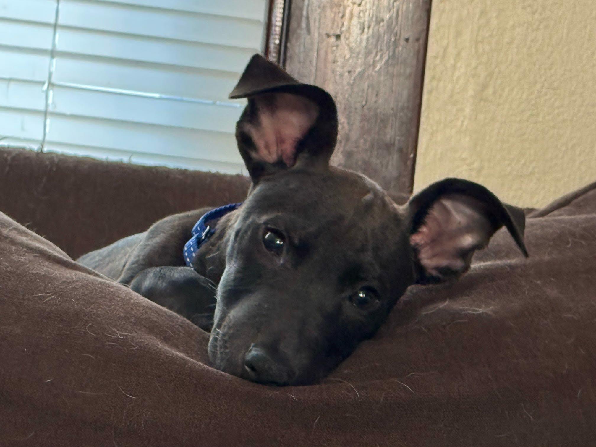 Rexxar, a ADOPTABLE mixed breed in De Pere, WI image 4/4