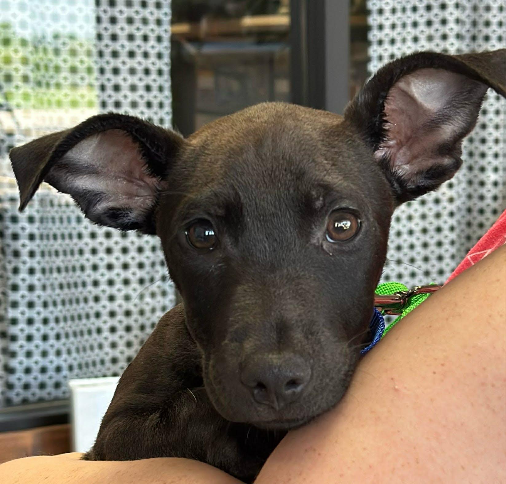 Rexxar, ADOPTABLE, Puppy Male Chihuahua.