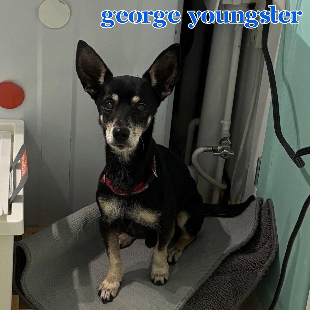 George Youngster, Adoptable, Adult Male Dachshund & Chihuahua.