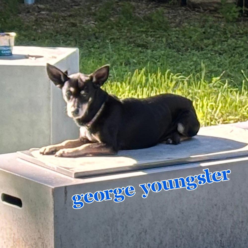 George Youngster, a Adoptable mixed breed in San Antonio, TX image 2/3