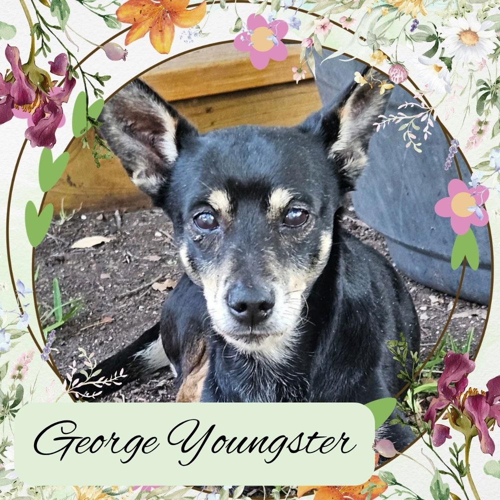 George Youngster, Adoptable, Adult Male Dachshund & Chihuahua.