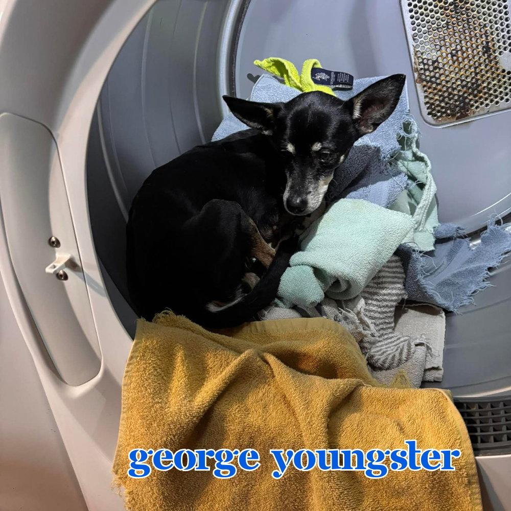 Enlarge George Youngster, a Adoptable mixed breed in San Antonio, TX image 2/3