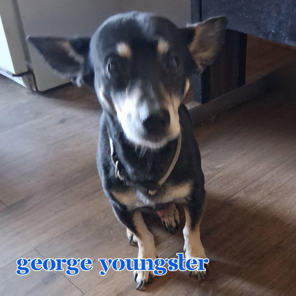 Enlarge George Youngster, a Adoptable mixed breed in San Antonio, TX image 1/3