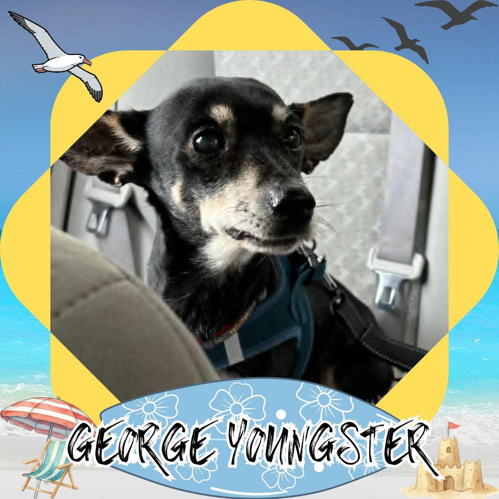 George Youngster, a Adoptable mixed breed in San Antonio, TX image 3/3