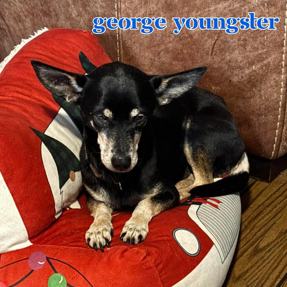 Enlarge George Youngster, a Adoptable mixed breed in San Antonio, TX image 3/3