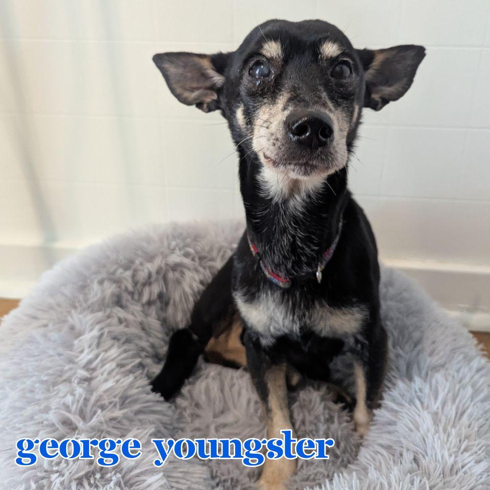 George Youngster, a Adoptable mixed breed in San Antonio, TX image 2/3