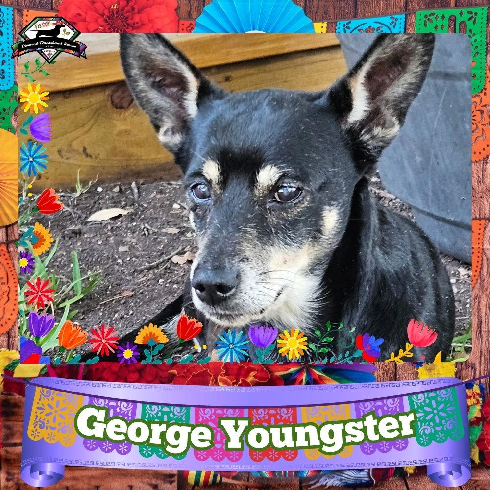 Enlarge George Youngster, a Adoptable mixed breed in San Antonio, TX image 2/3