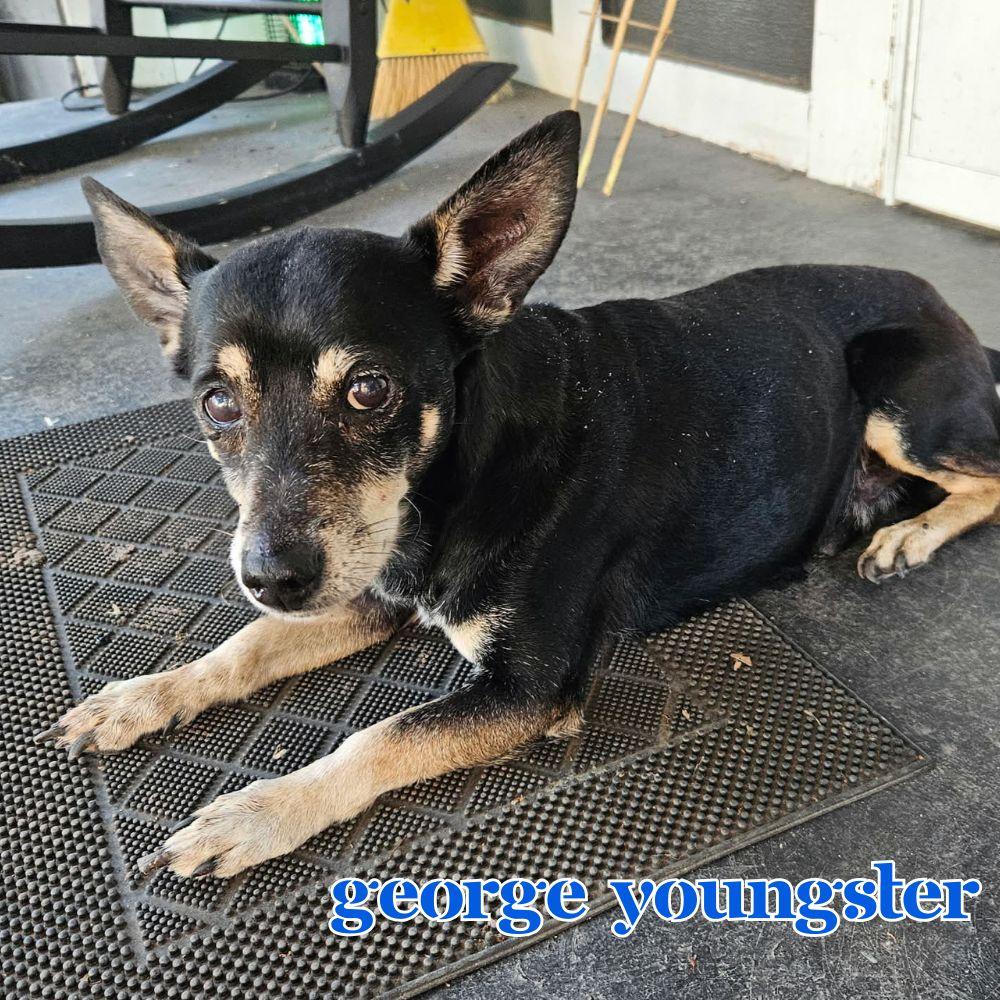 Enlarge George Youngster, a Adoptable mixed breed in San Antonio, TX image 3/3
