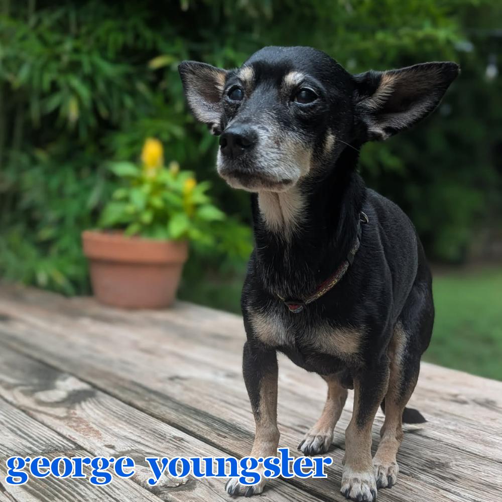 George Youngster, a Adoptable mixed breed in San Antonio, TX image 3/3
