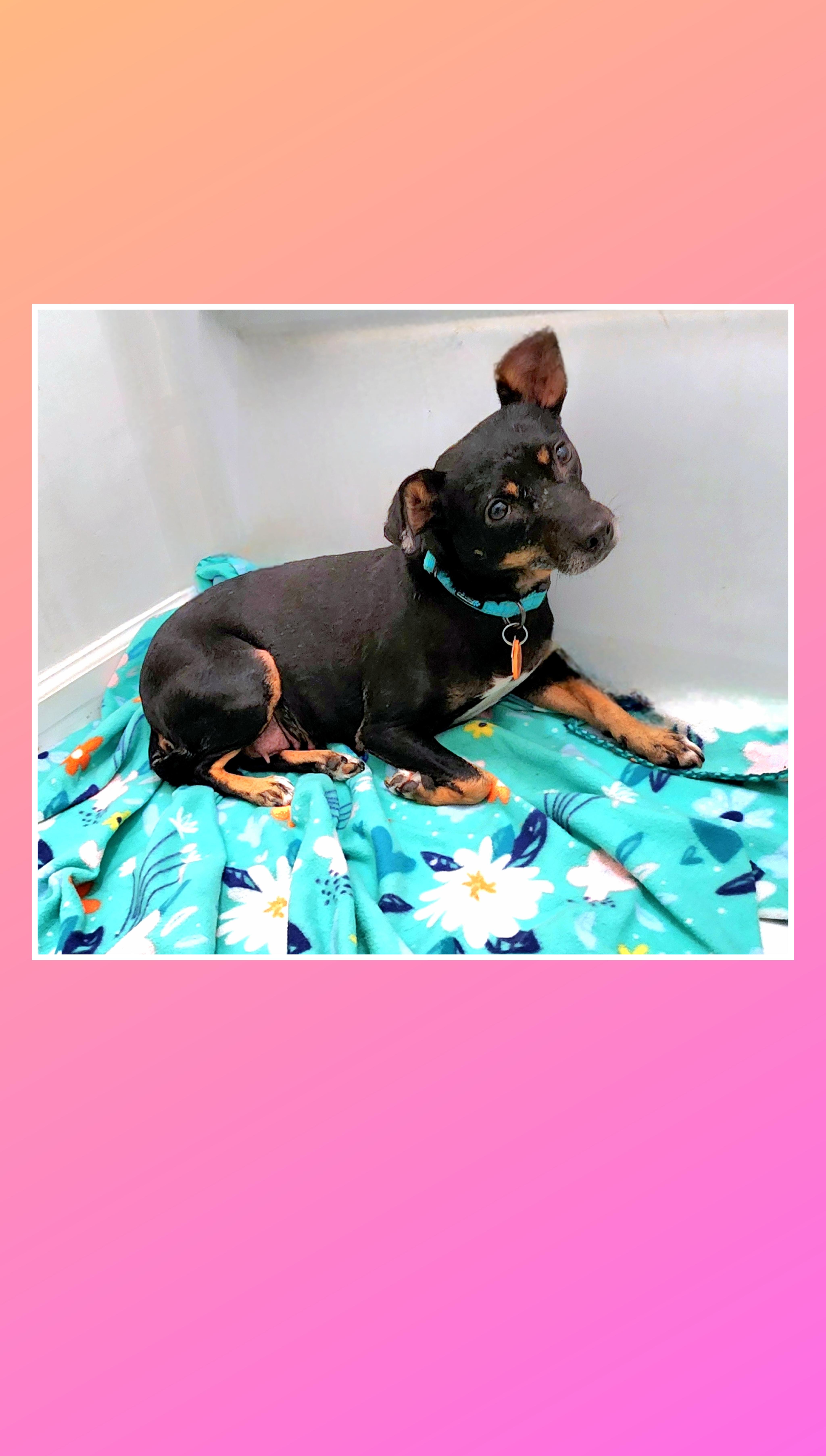 Molly, Adoptable, Young Female Miniature Pinscher & Mixed Breed.
