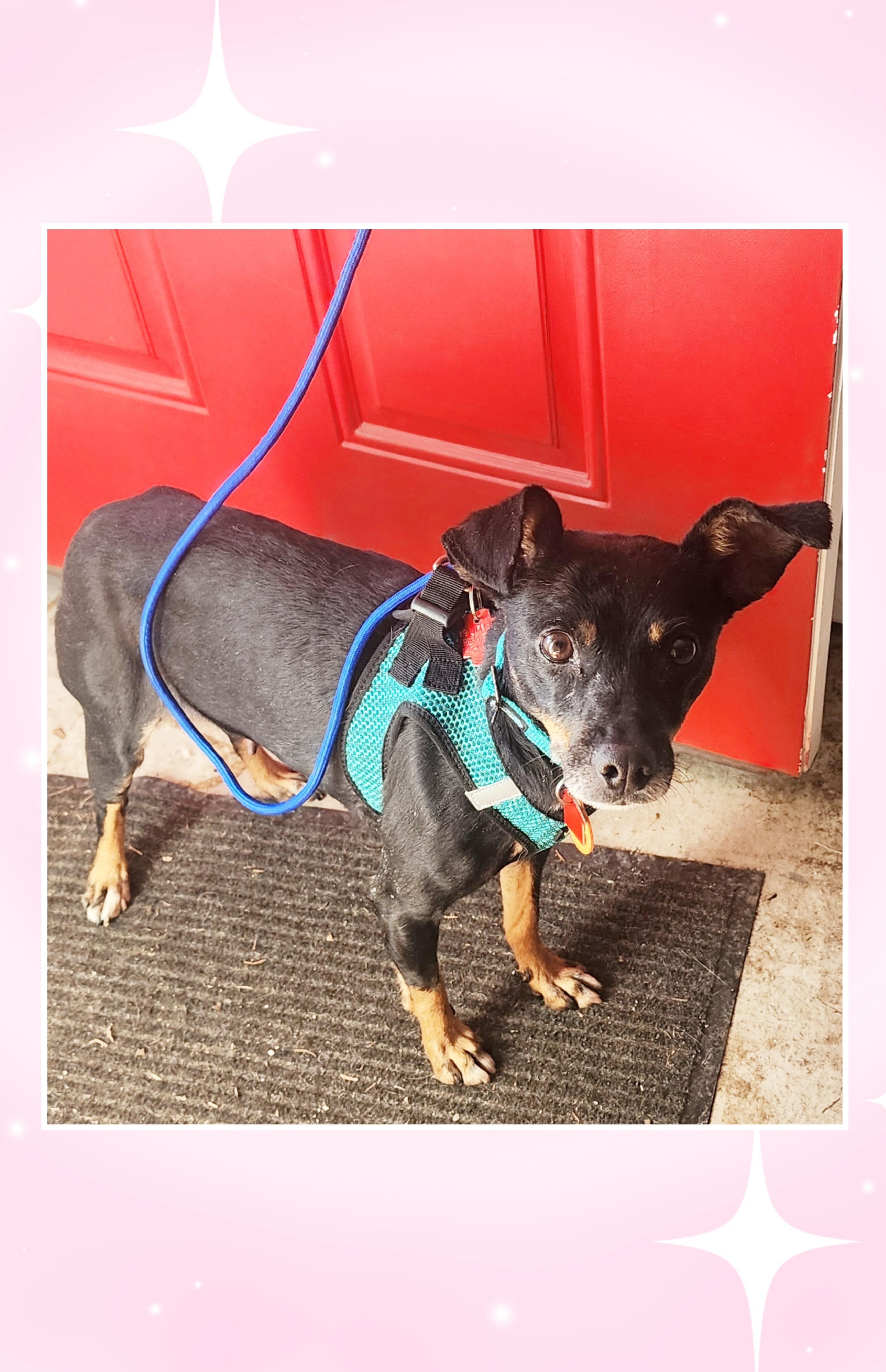 Molly, a Adoptable mixed breed in Lake Geneva, WI image 3/6