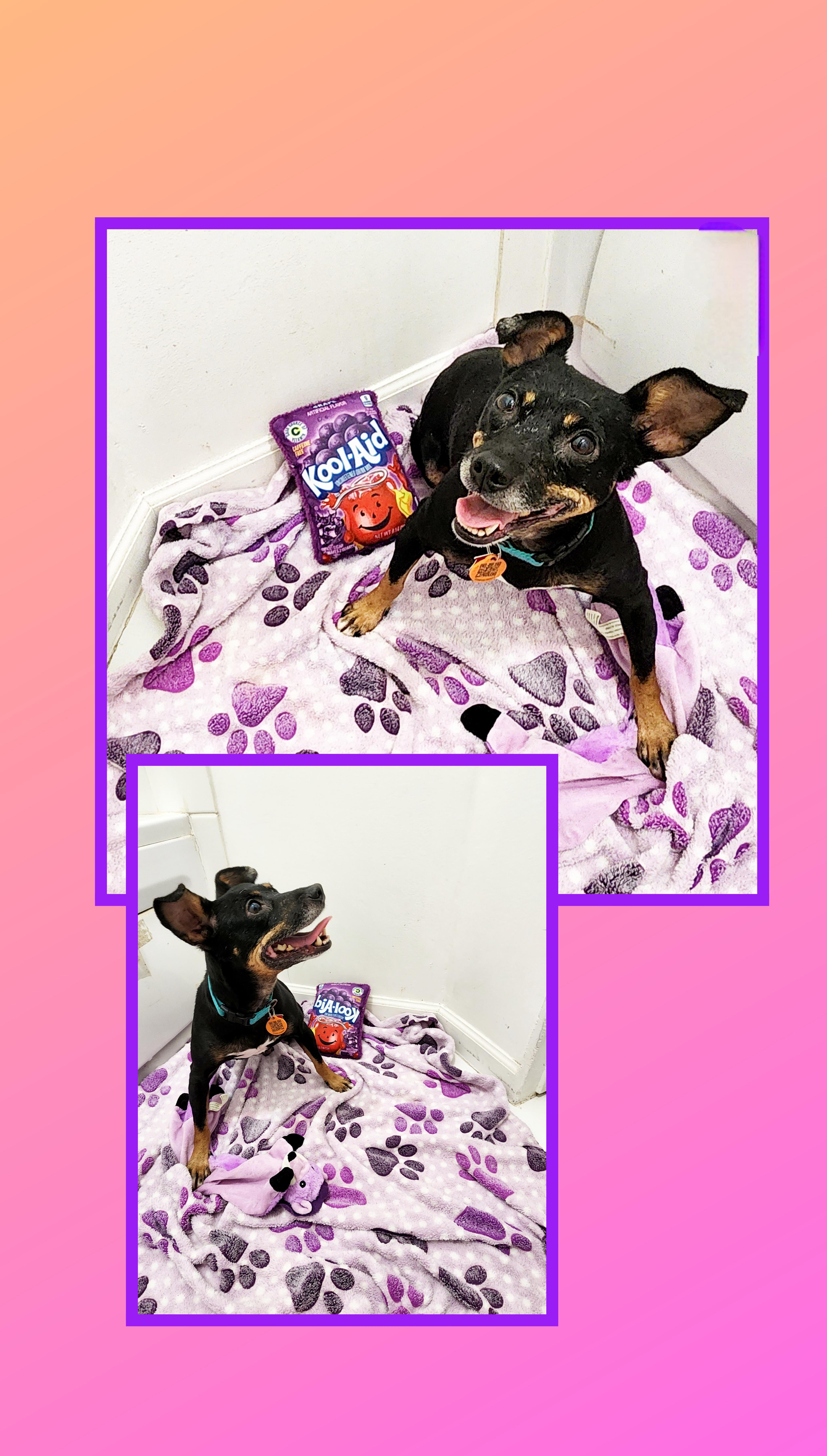 Molly, a Adoptable mixed breed in Lake Geneva, WI image 4/6