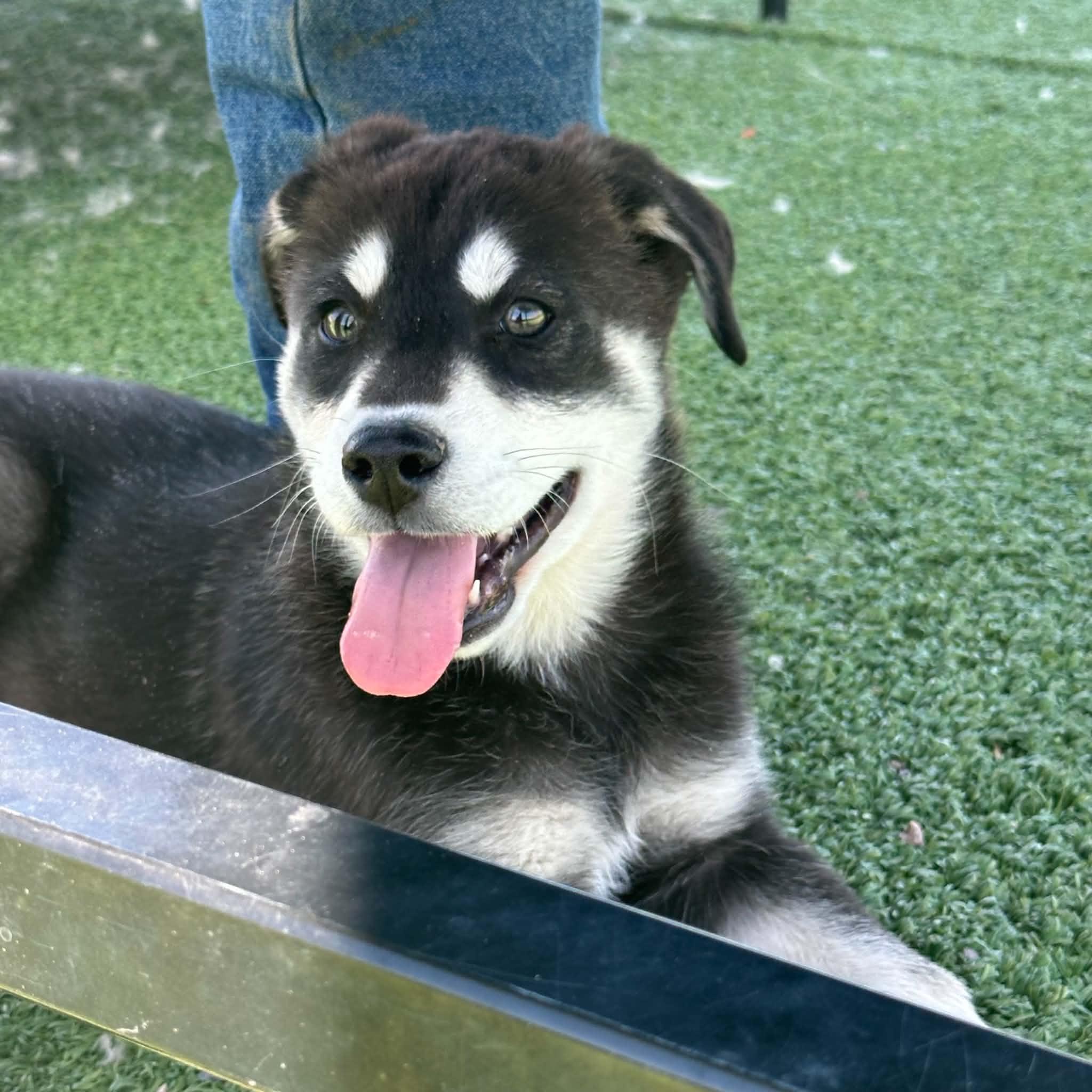 Albus, a ADOPTABLE mixed breed in Truth or Consequences , NM image 6/6