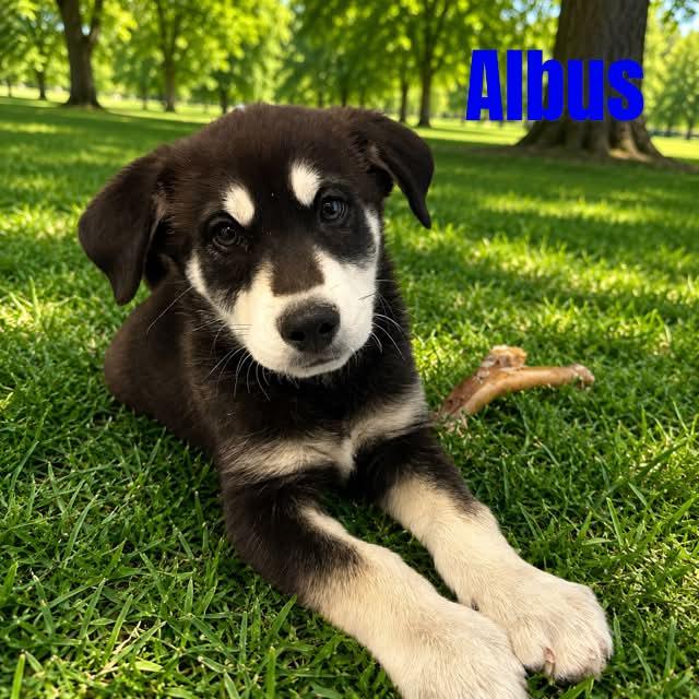 Albus, a ADOPTABLE mixed breed in Truth or Consequences , NM image 4/6