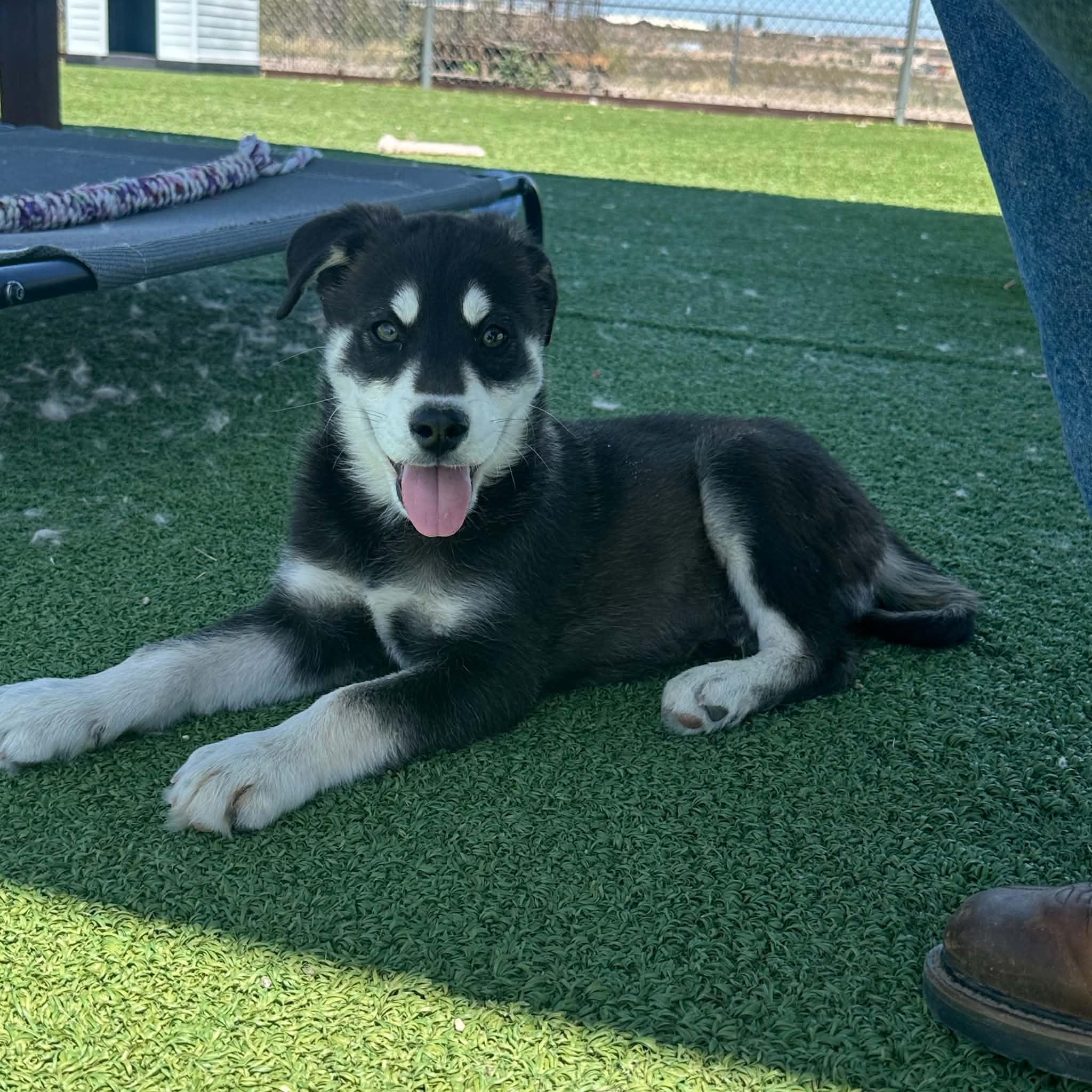 Albus, a ADOPTABLE mixed breed in Truth or Consequences , NM image 2/6